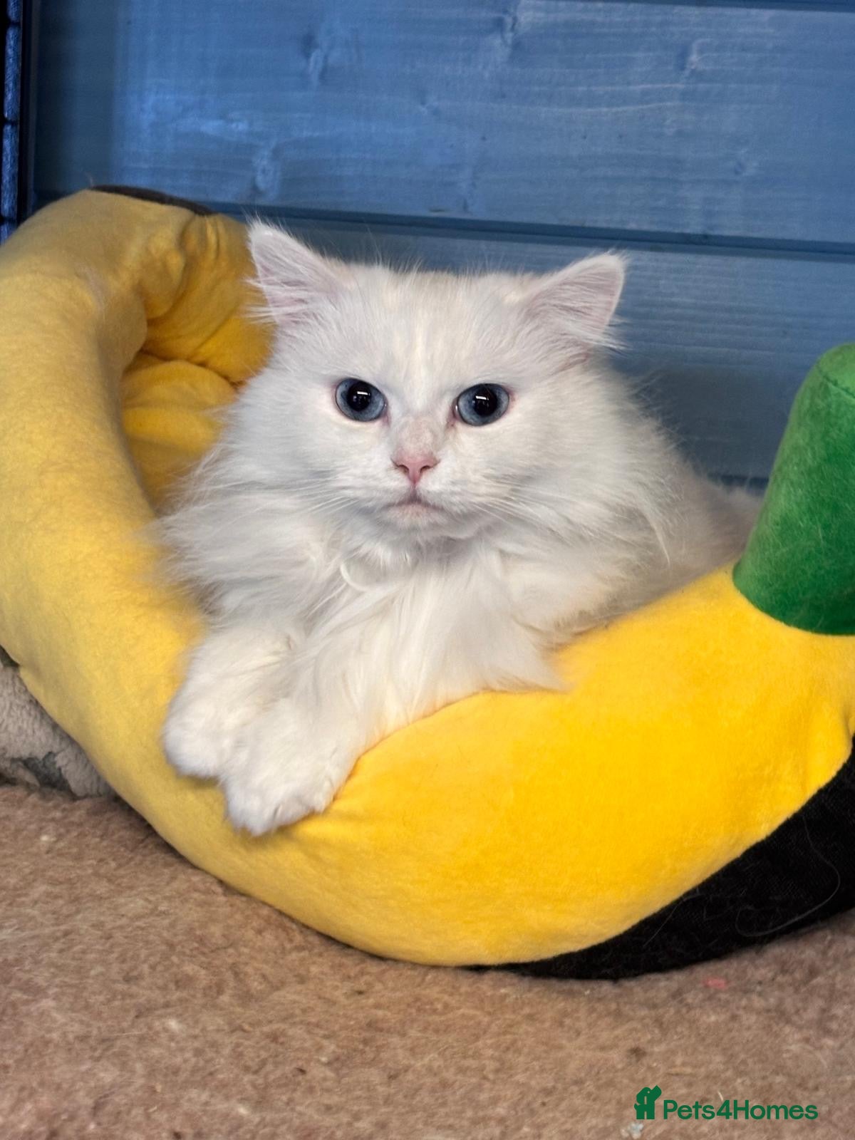 Persian cats 4 lovely kittens  - Advert 14