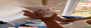 Turkish Angora 2