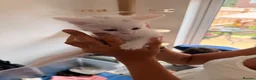 Turkish Angora cats for sale: 6 gorgeous kittens  in Buckingham - Advert 5