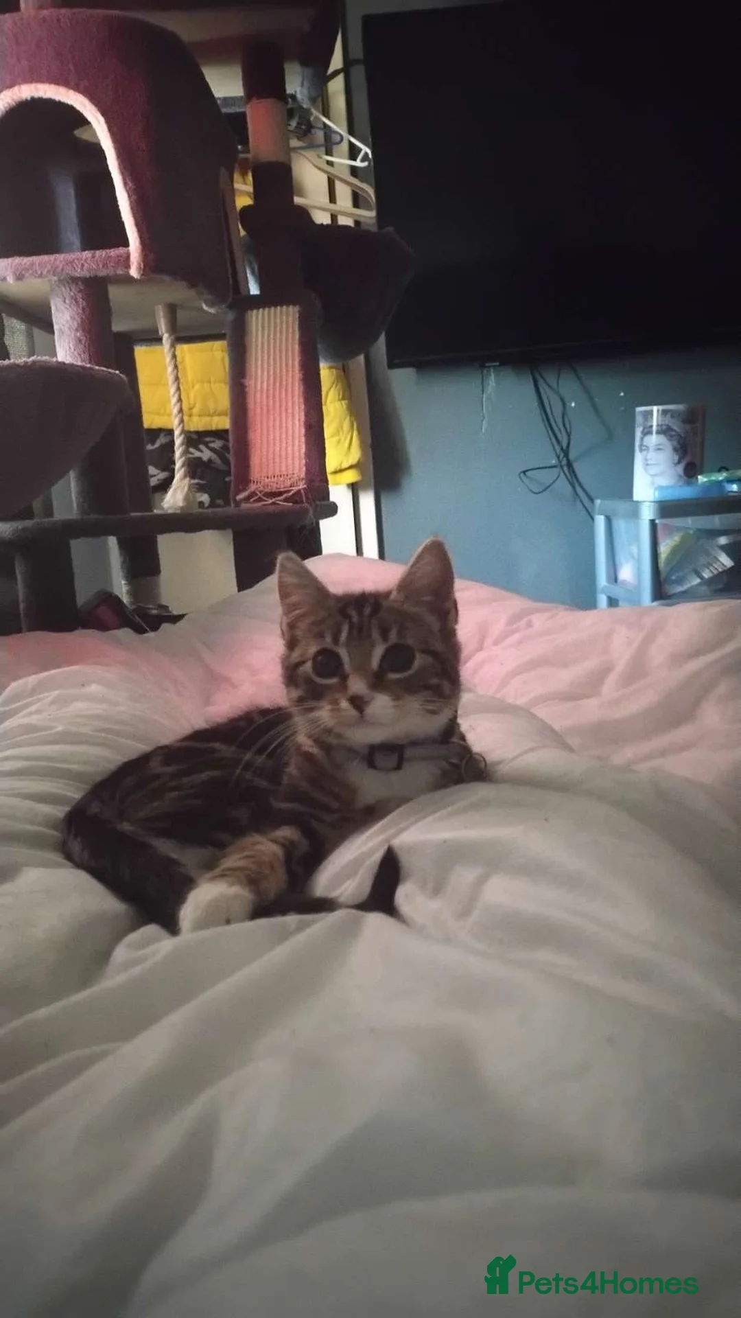 Mixed Breed cats for sale: A loving kitten need a forever home  - Advert 7