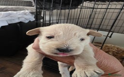 Mixed Breed dogs for sale: Schnockerpoo's - Image 6