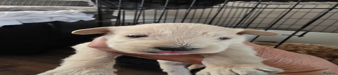 Mixed Breed Puppy 4