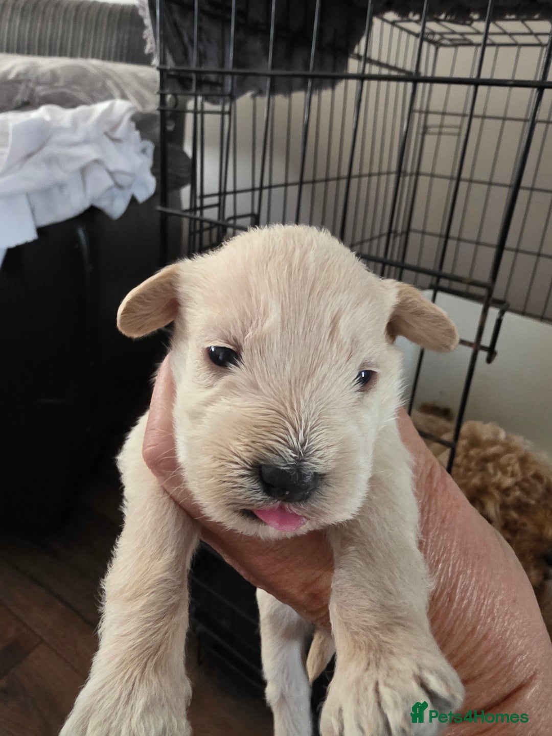 Mixed Breed dogs for sale: Schnockerpoo's - Image 6