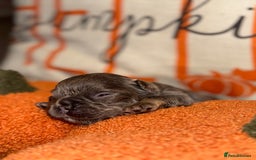 French Bulldog dogs for sale: 3 weeks old Fluffy french bulldog puppies - Image 16