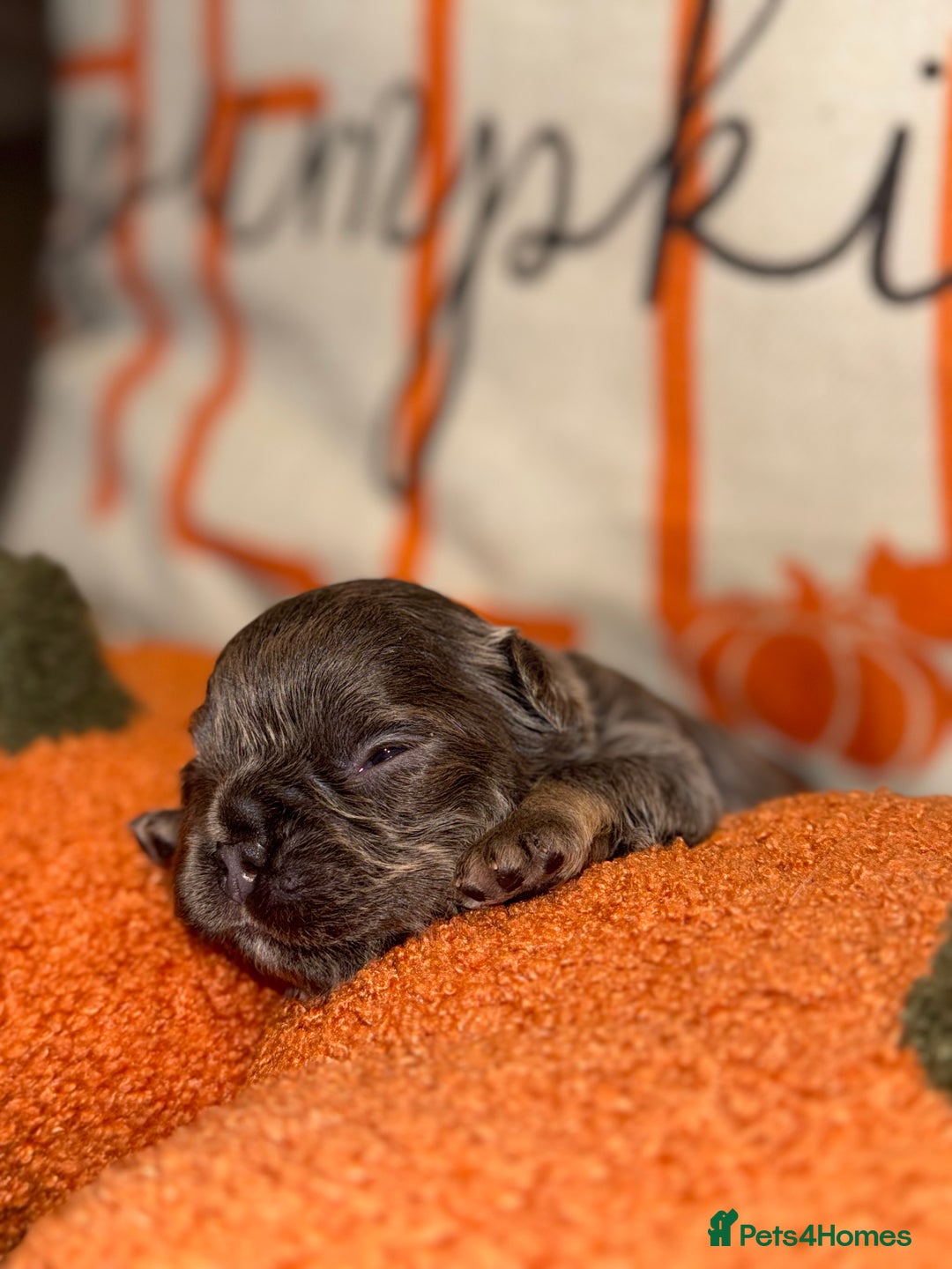 French Bulldog dogs for sale: 3 weeks old Fluffy french bulldog puppies - Image 16