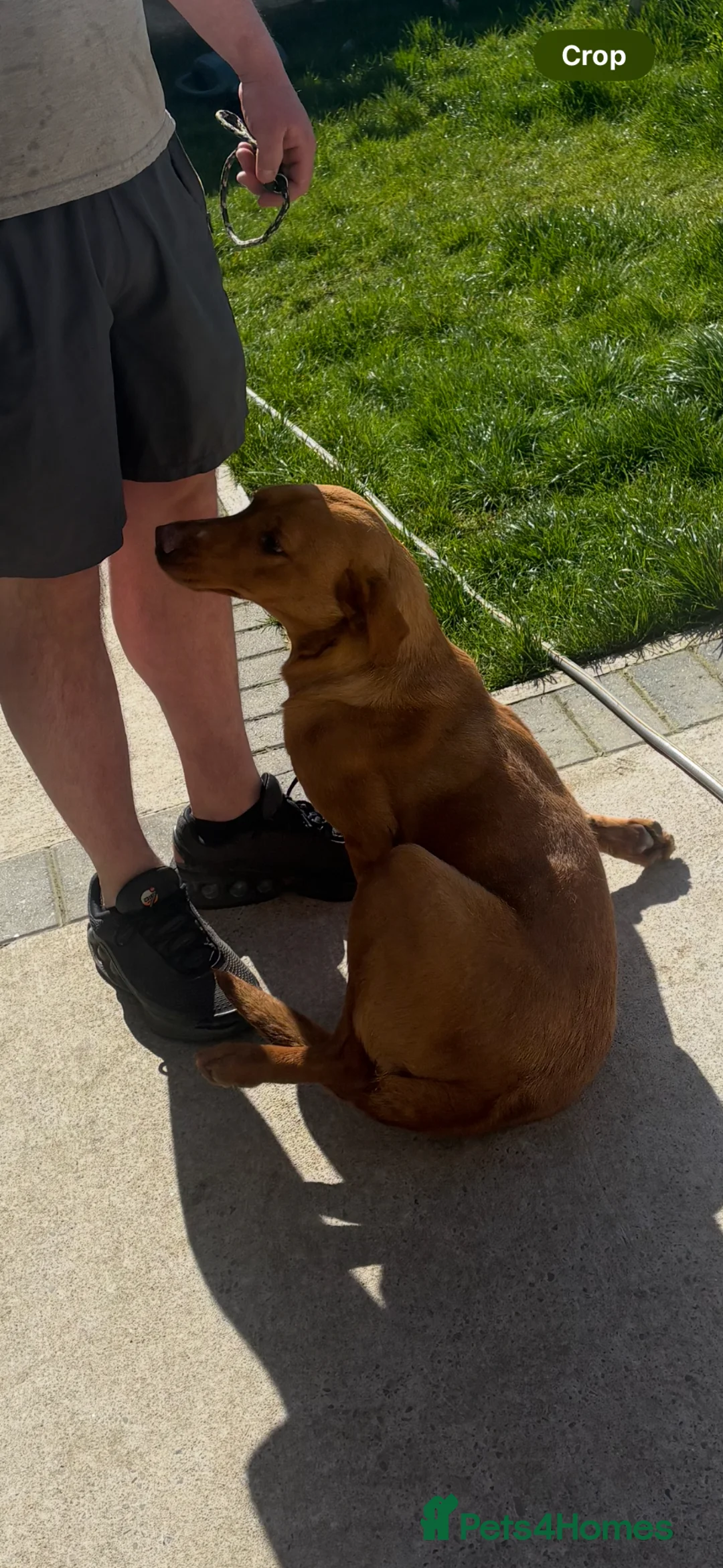 Labrador Retriever dogs for sale: Fox red lab - Advert 1