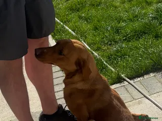 Labrador Retriever dogs Fox red lab - Advert 16