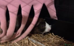 Guinea Pig rodents for sale: Four Guinea Pigs with Set Up and Accessories - Image 24