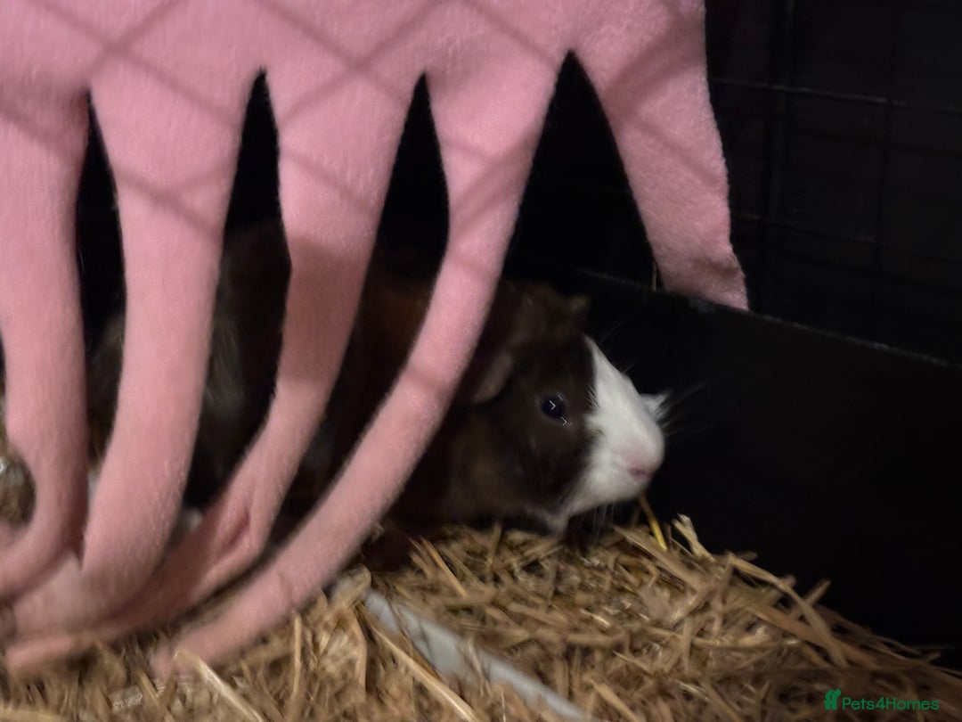 Guinea Pig rodents for sale: Four Guinea Pigs with Set Up and Accessories - Image 24