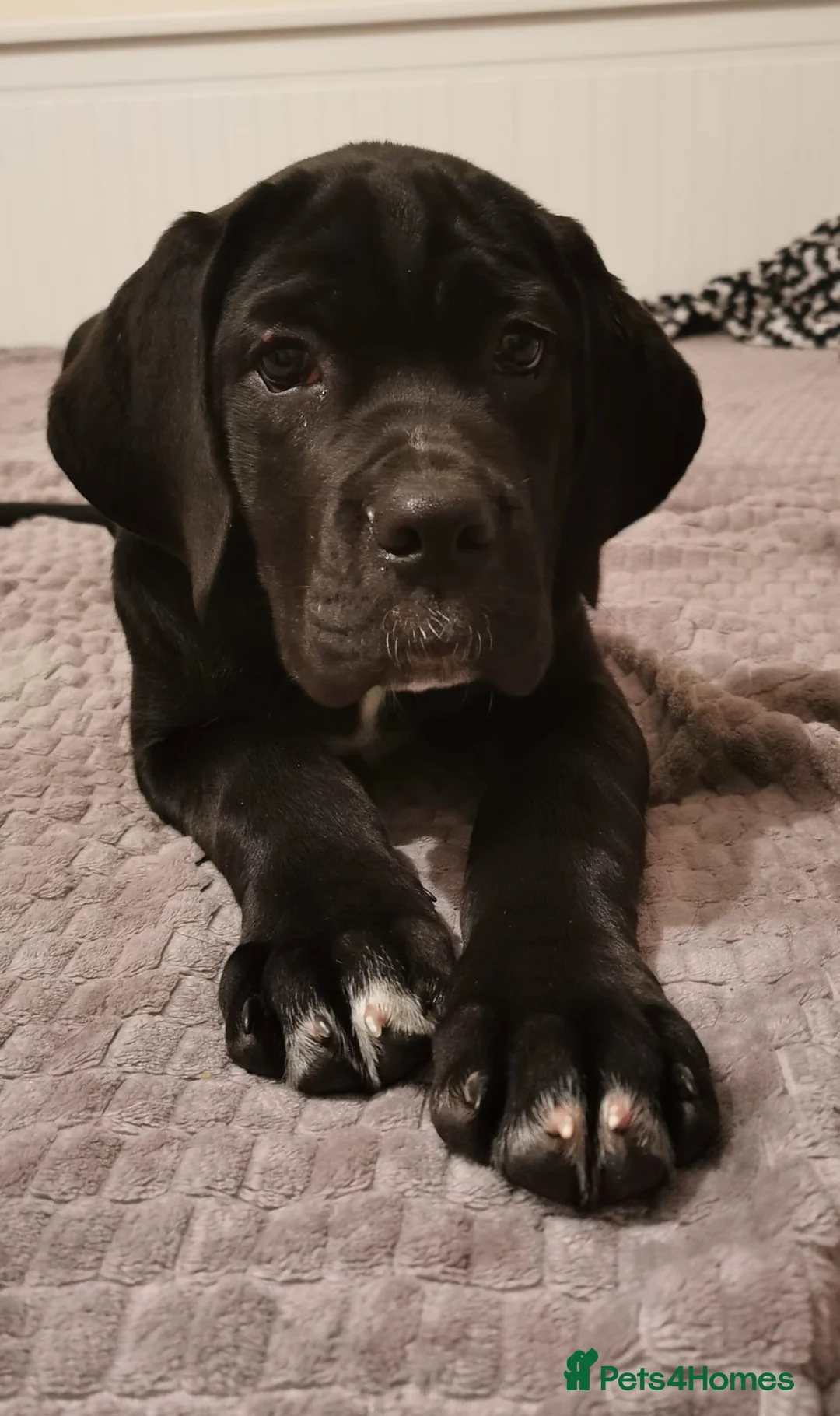 Cane Corso dogs for sale: Cane Corso  - Advert 14