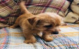 Norfolk Terrier dogs for sale: Stubleywood 3/4 Norfolk puppies - Image 9