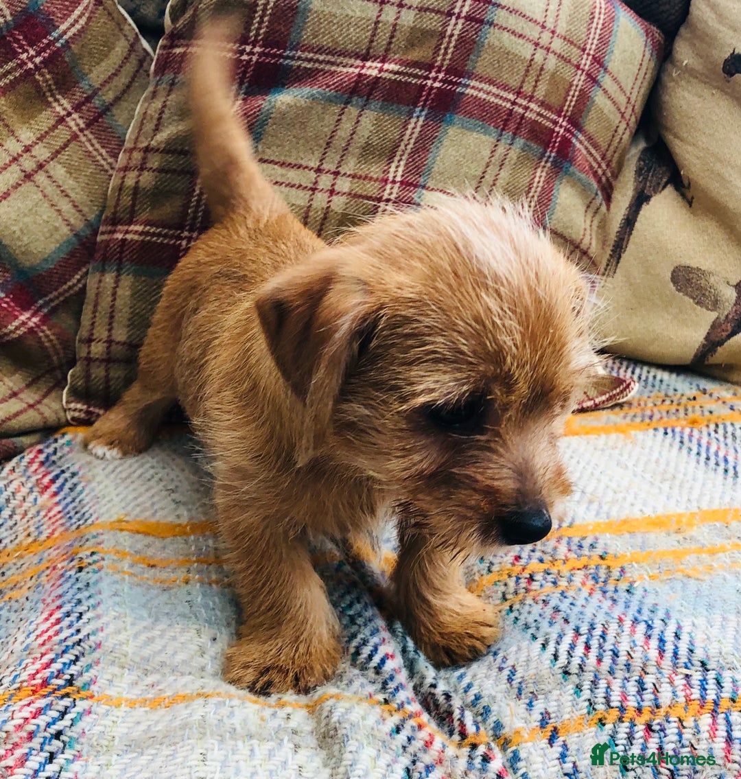 Norfolk Terrier dogs for sale: Stubleywood 3/4 Norfolk puppies - Image 9