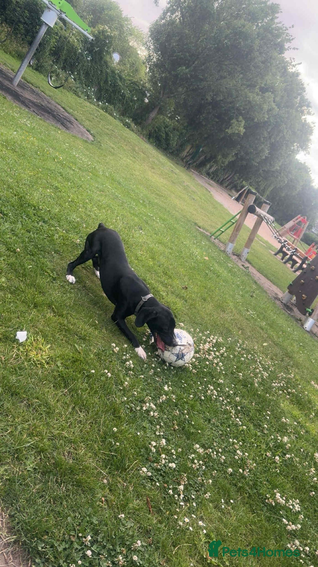 Mixed Breed dogs for sale: Sale  - Image 3