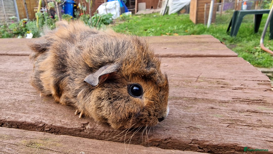Guinea Pig rodents for sale: 2Female (mum and daughter) + Male Guinea pigs Ip3  - Advert 11