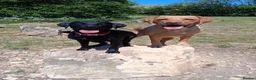 Labrador Retriever dogs for sale: Exceptional litter of Labrador puppies  - Advert 30