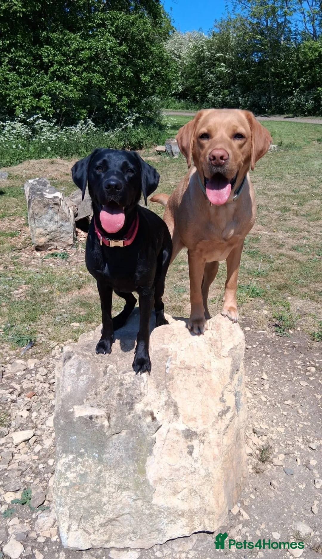 Labrador Retriever dogs for sale: Exceptional litter of Labrador puppies  - Advert 30