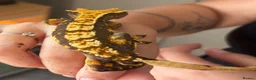 Gecko reptiles for sale: Harlequin crested gecko  - Advert 2