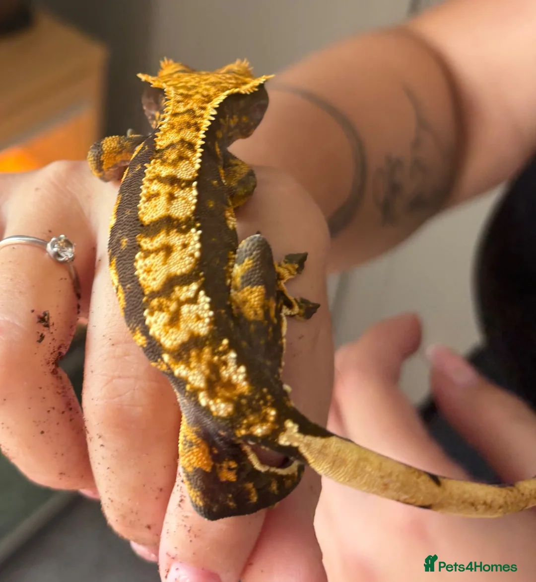 Gecko reptiles for sale: Harlequin crested gecko  - Advert 2