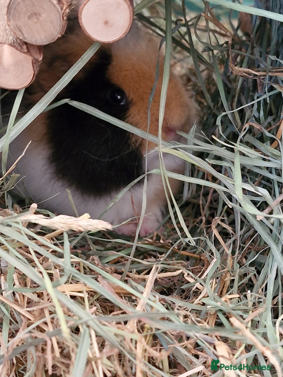 Guinea Pig rodents for sale: Swiss Boars Barney & Fred - Advert 4