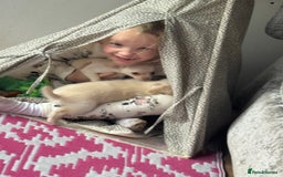 Chihuahua dogs for sale: Double chocolate platinum baby’s READY TO LEAVE  - Image 3
