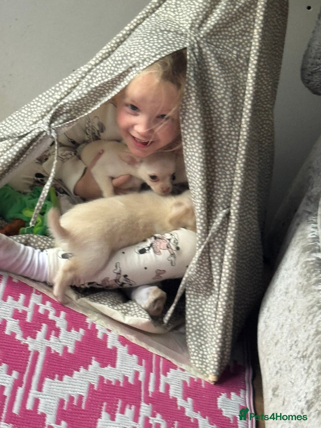 Chihuahua dogs for sale: Double chocolate platinum baby’s READY TO LEAVE  - Image 3