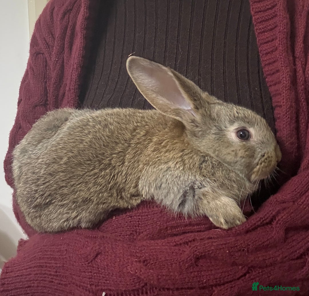 Silver Fox rabbits for sale: Silver fox X Kits Ready to leave soon.  - Image 4