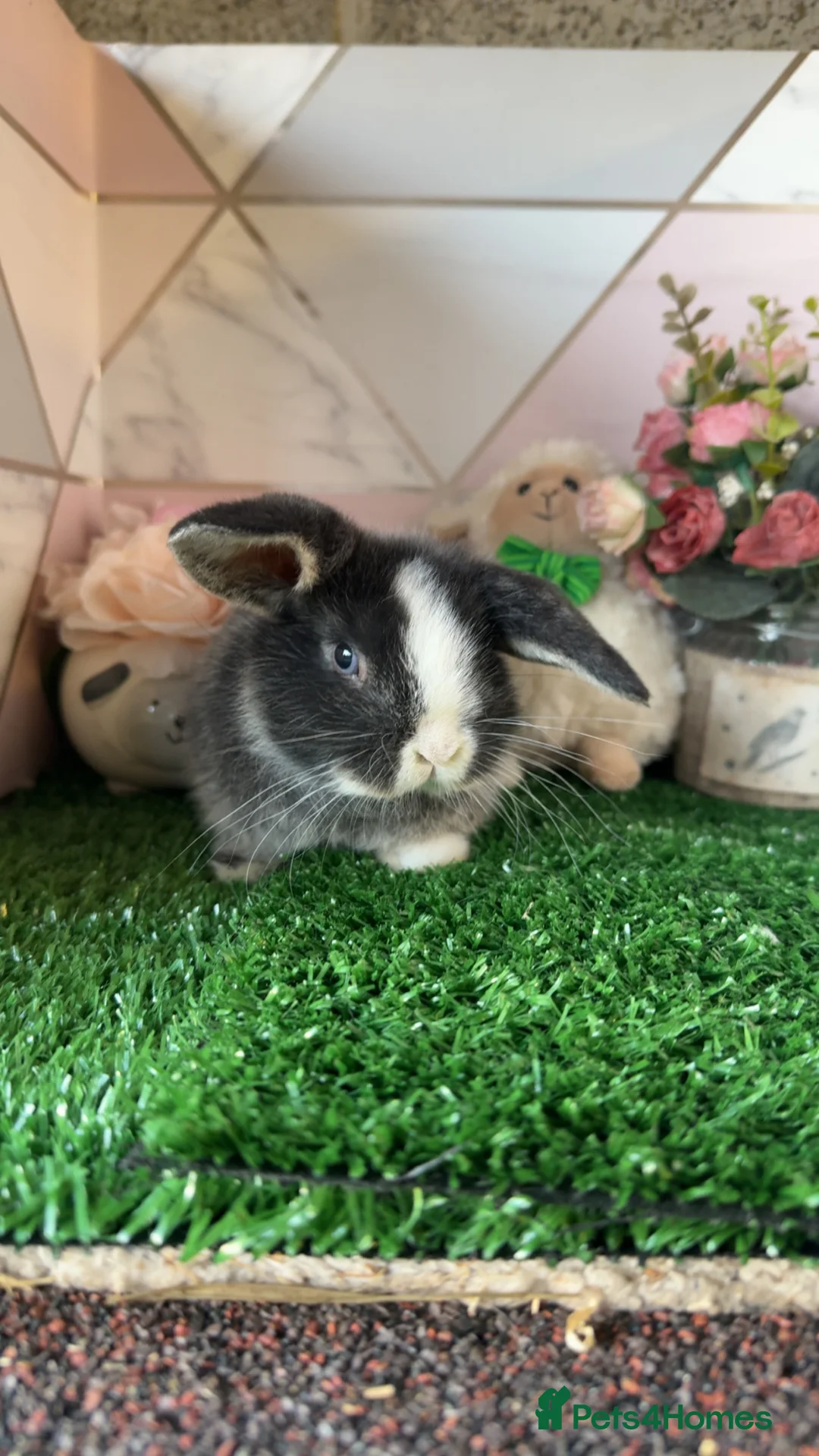 Mini Lop rabbits for sale: Beautiful Baby Rabbits Looking for new Homes 🐰 in Belper - Advert 2