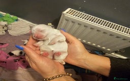 Mi-Ki dogs for sale: Mi-ki beautiful puppies arrived  - Image 16