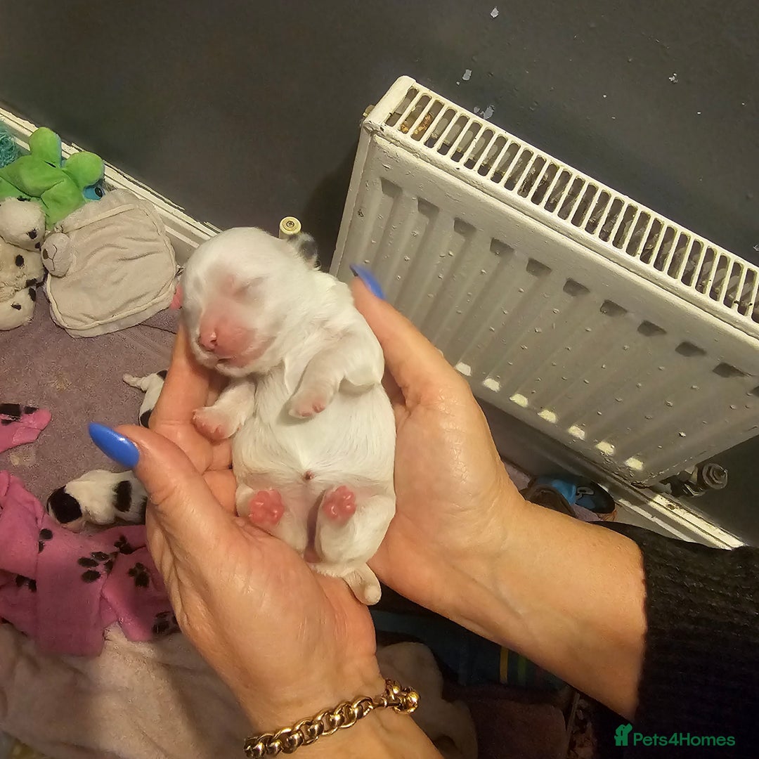 Mi-Ki dogs for sale: Mi-ki beautiful puppies arrived  - Image 16