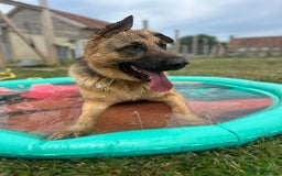 German Shepherd dogs for sale: Scooby  - Image 1