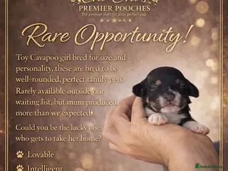 Cavapoo dogs Stunning toy cavapoo puppies - Advert 5