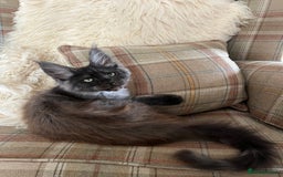 Maine Coon cats for sale: ⭐️Beautiful Maine Coon Kittens⭐️ - Image 15