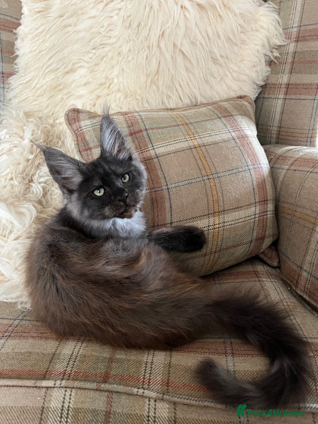 Maine Coon cats for sale: ⭐️Beautiful Maine Coon Kittens⭐️ - Image 15