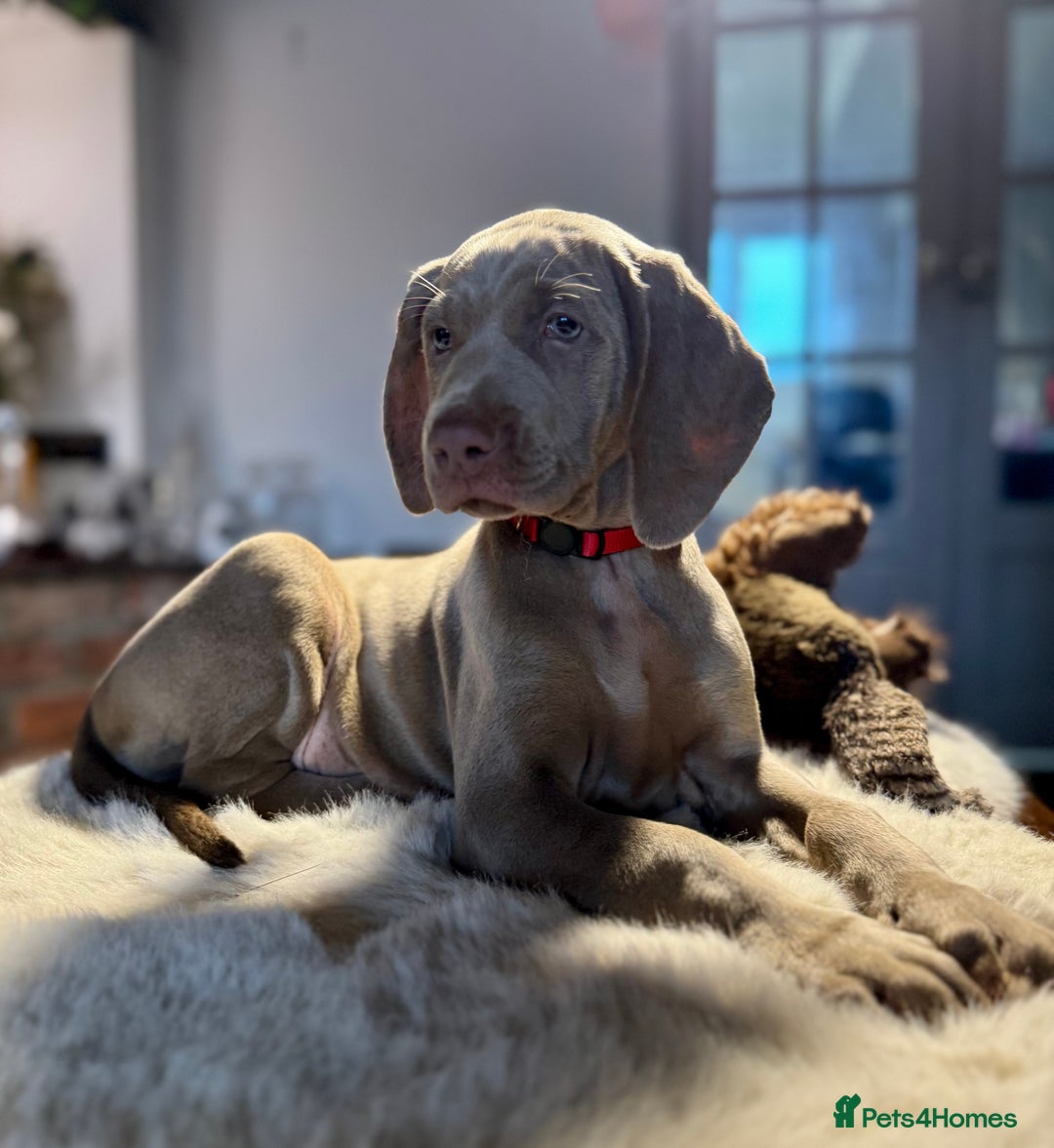Weimaraner dogs for sale: ✨READY NOW✨ LAST FEW GIRLS✨ KC Reg Pups  ✨ - Advert 19