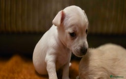 Pomchi dogs for sale: Amazing little Pomchi Pups - Image 11