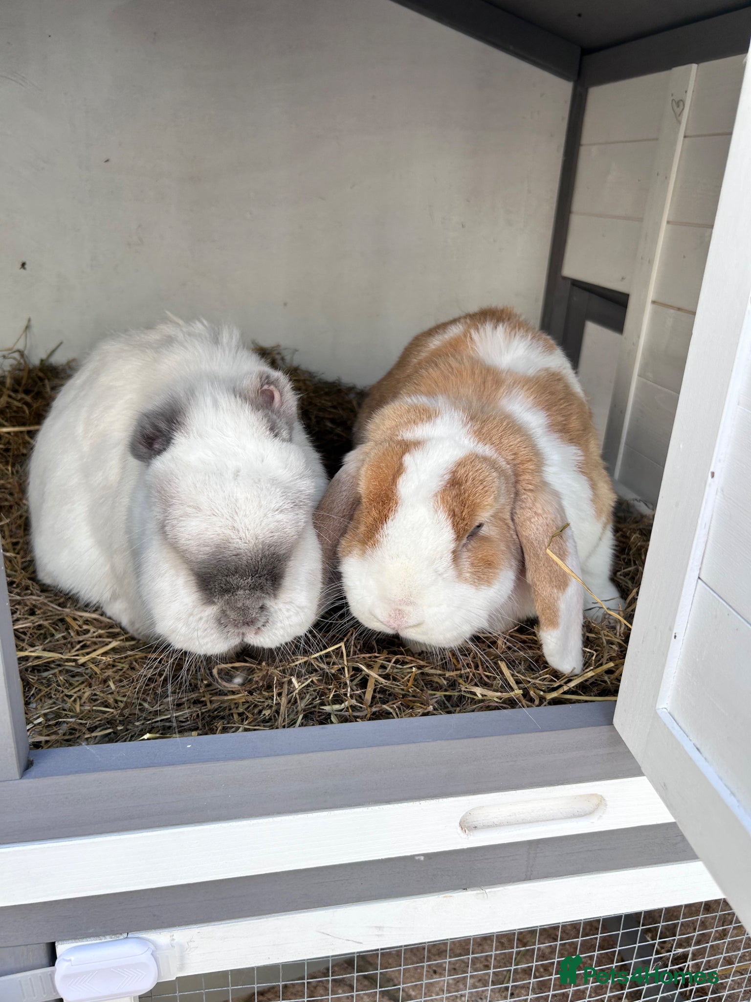 Mixed Breed rabbits Two bonded rabbits  - Advert 1