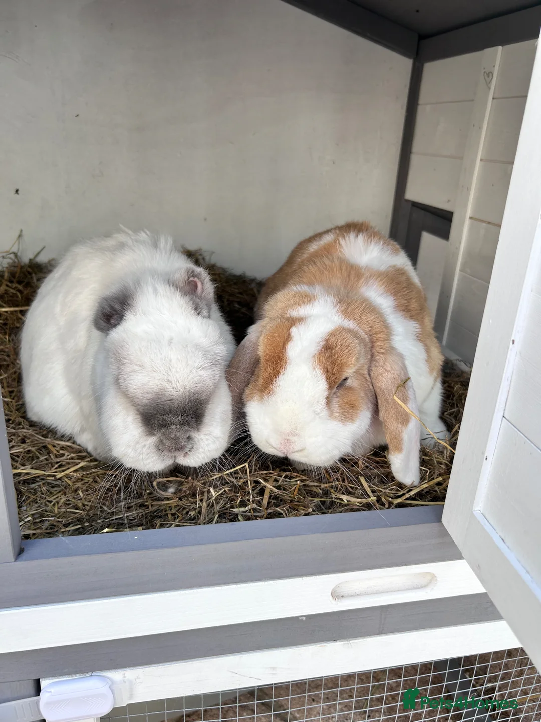 Mixed Breed rabbits for sale: Two bonded rabbits  in Farnham - Advert 1