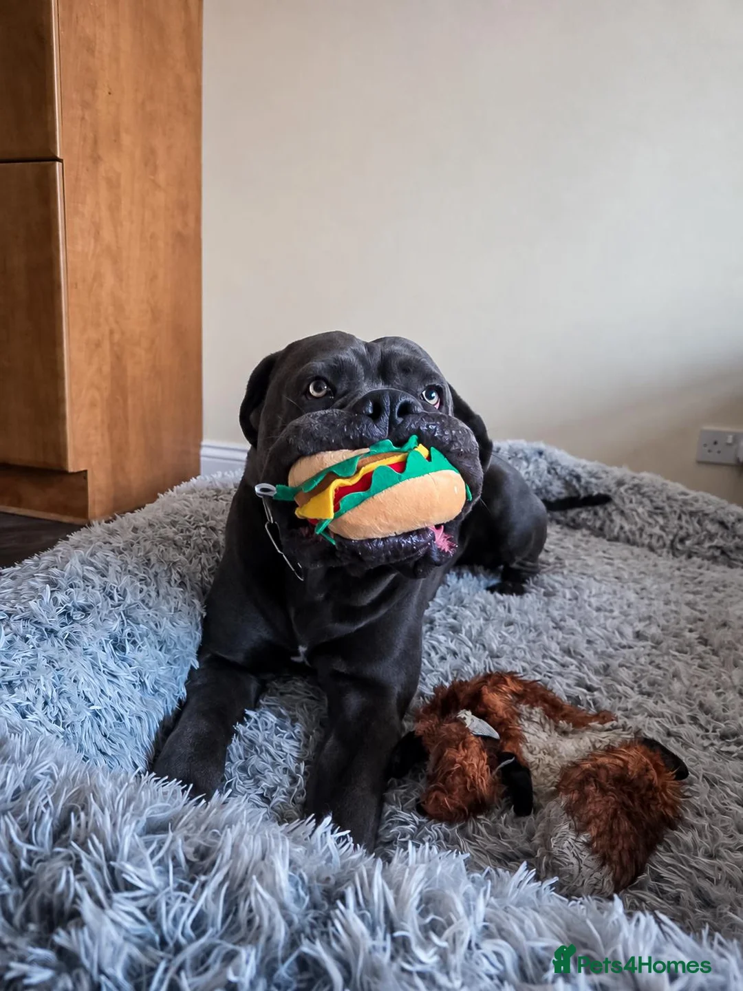Cane Corso dogs for sale:  Male Cane Corso for experienced home in Dundee - Advert 7