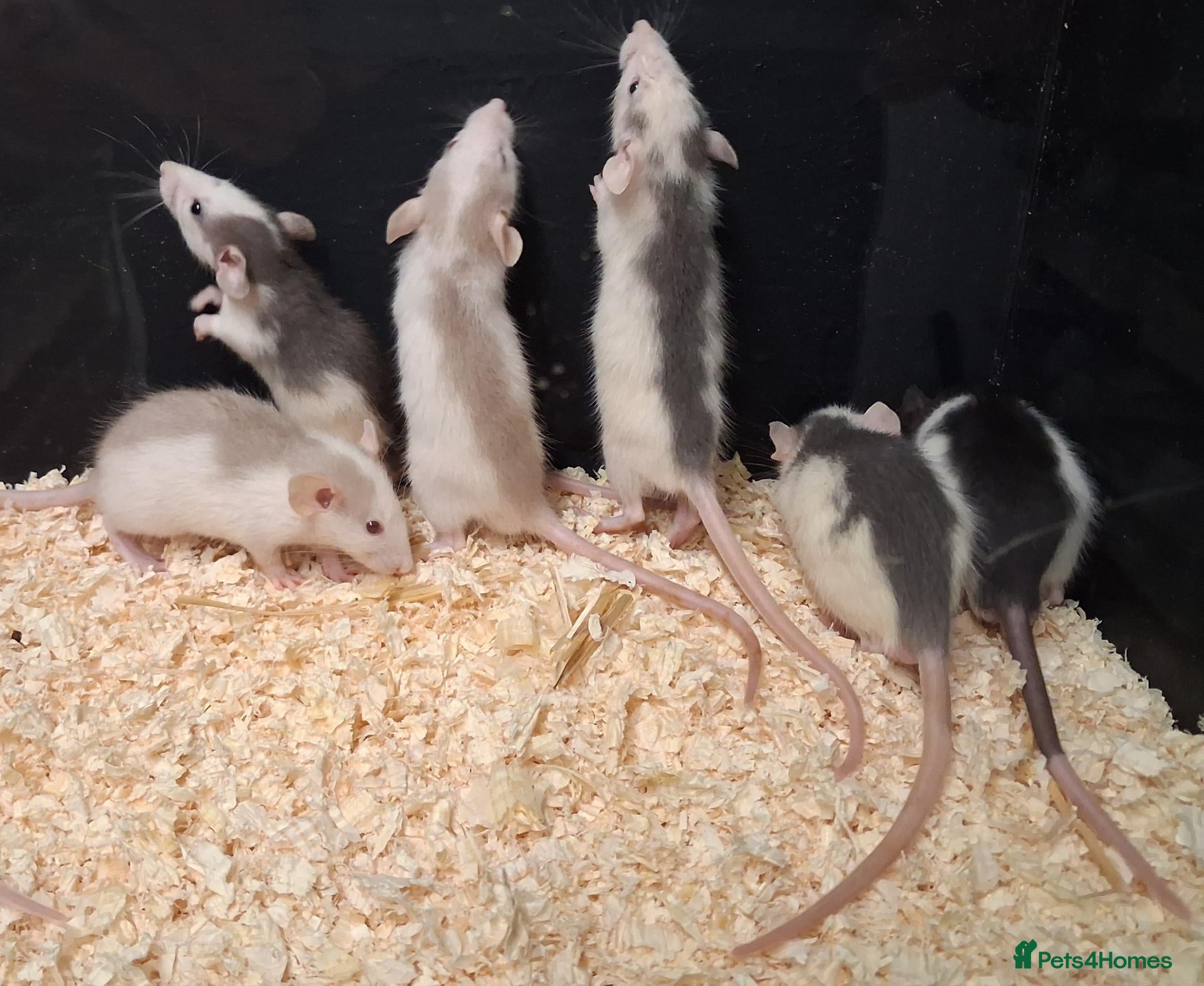 Rat rodents Baby Dumbo Rat's, various types  - Advert 1
