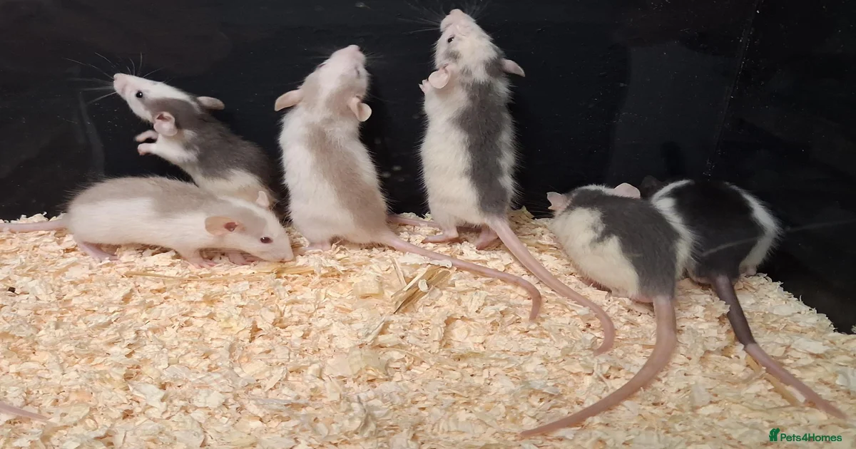 Rex dumbo rat Rat Rodents for sale | Pets4Homes