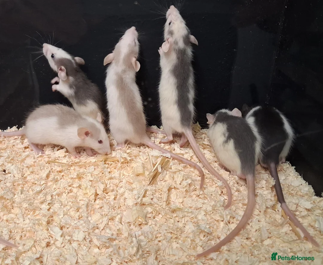 Rat rodents for sale: Baby Dumbo Rat's, various types  - Advert 1