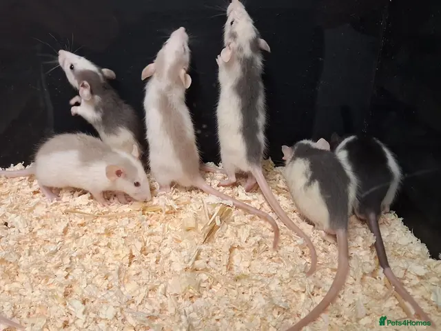 Rat rodents Baby Dumbo Rat's, various types - Advert 1