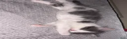 British Longhair cats for sale: British longhair kittens - Advert 17