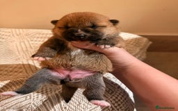 Japanese Shiba Inu dogs for sale: beautiful red Japanese Shiba Inu puppies  - Image 9