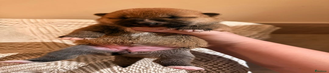 Japanese Shiba Inu Puppy 2