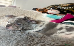 French Bulldog dogs for sale: Stunning Newshade French Bulldog Puppies - Image 16