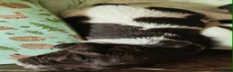 English Springer Spaniel dogs for sale: Gorgeous KC reg ES spaniel Pups - Advert 16