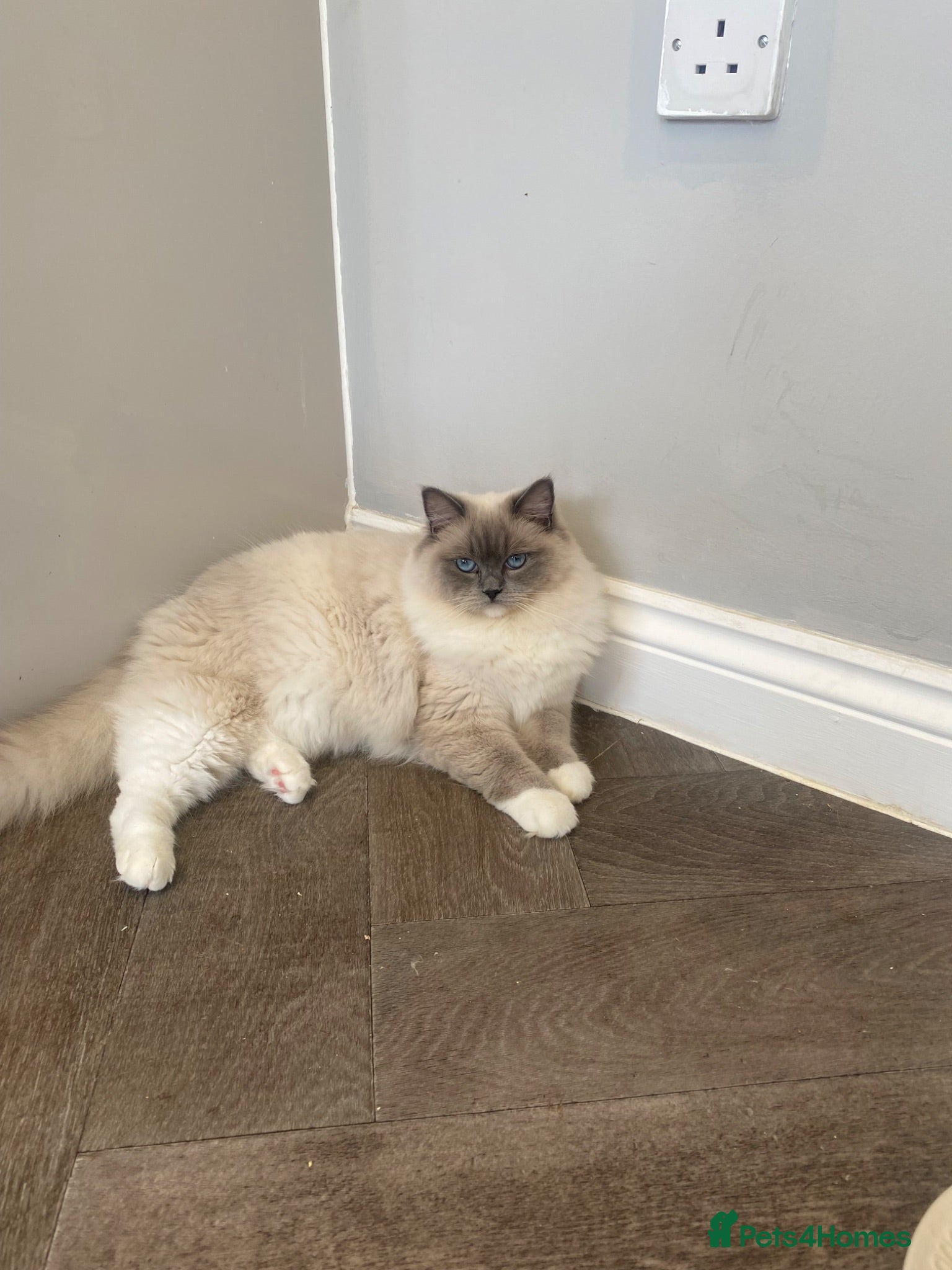 Ragdoll cats Beautiful Ragdolls  - Advert 6
