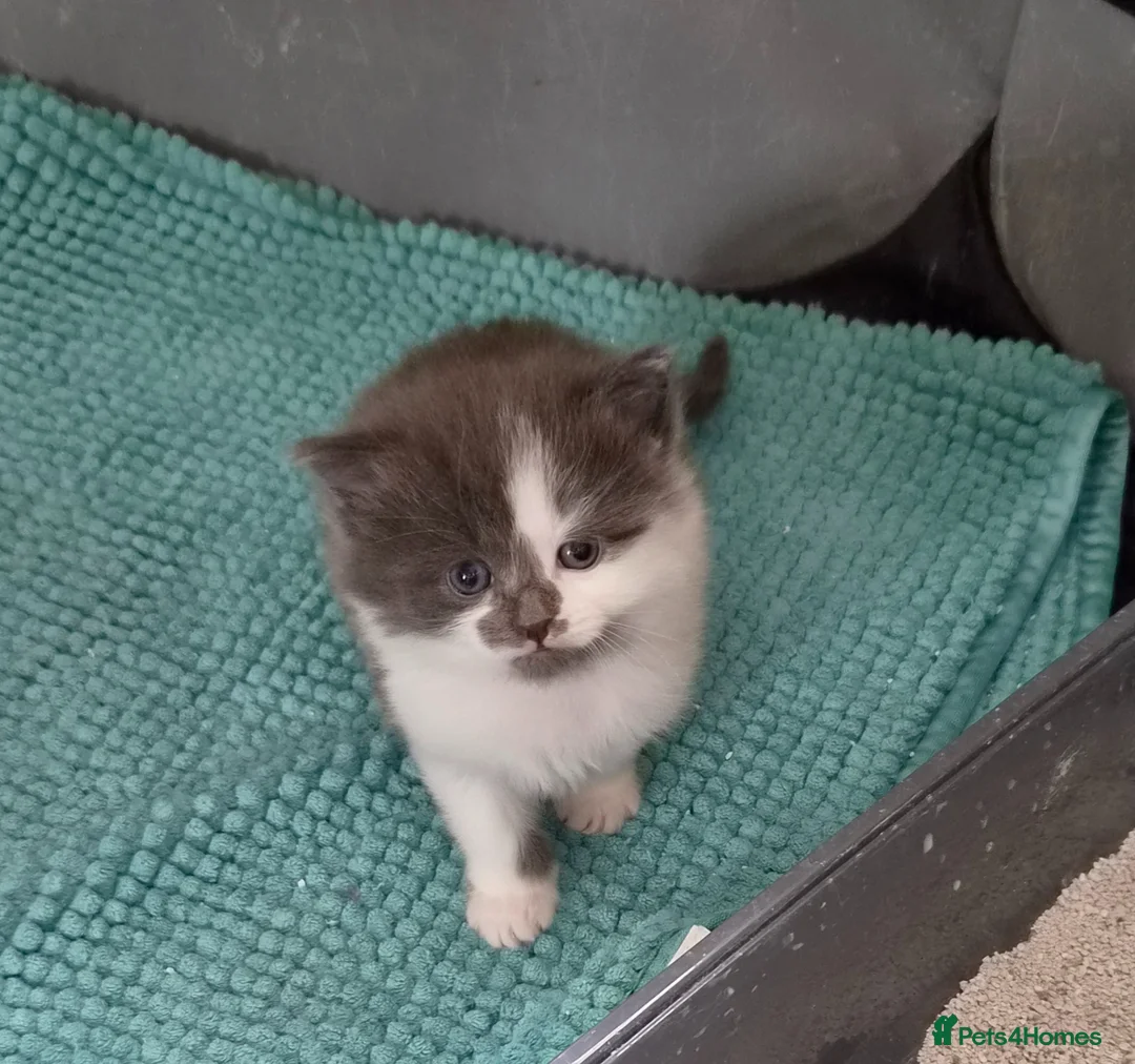 Mixed Breed cats for sale: Little boy kitten  - Advert 2
