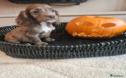 Cocker Spaniel dogs for sale: Working type cocker spaniels. Merle and Roan - Image 20